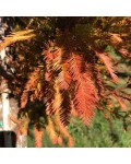 Таксодий двухрядный Певе Минарет листья осень